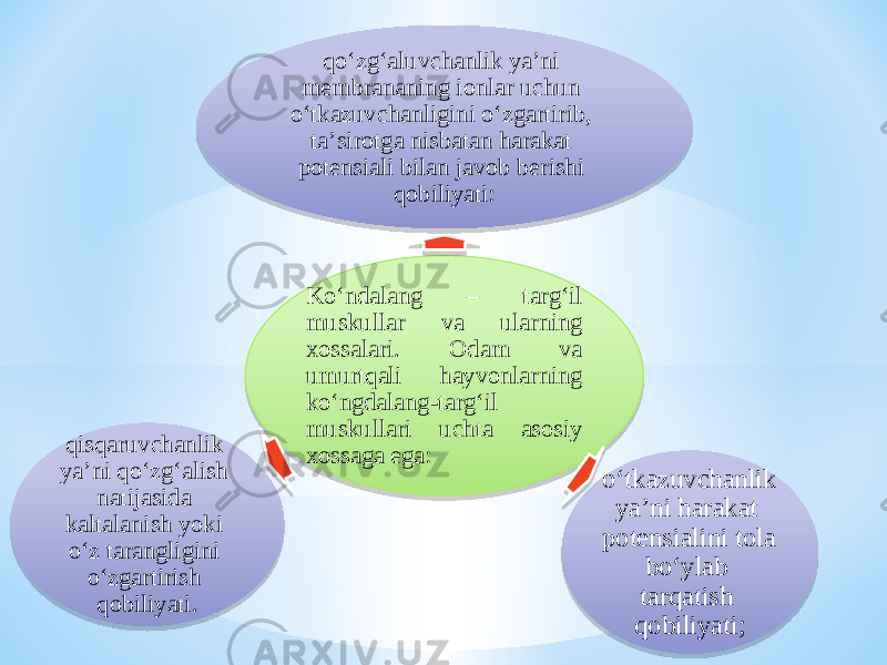 Kо‘ndalang – targ‘il muskullar va ularning xossalari. Odam va umurtqali hayvonlarning kо‘ngdalang-targ‘il muskullari uchta asosiy xossaga ega: qо‘zg‘aluvchanlik ya’ni membrananing ionlar uchun о‘tkazuvchanligini о‘zgartirib, ta’sirotga nisbatan harakat potensiali bilan javob berishi qobiliyati: о‘tkazuvchanlik ya’ni harakat potensialini tola bо‘ylab tarqatish qobiliyati; qisqaruvchanlik ya’ni qо‘zg‘alish natijasida kaltalanish yoki о‘z tarangligini о‘zgartirish qobiliyati.2A 06 2314 0706 0B1E 06 2314 1B 06 1E 0E 0D 1B 1E1F 160A 0D14 1A 0E 1B14 1B 16 10 0B 1E 1E 1B 