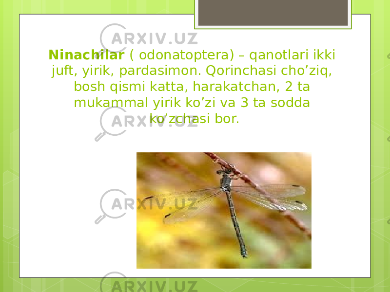 Ninachilar ( odonatoptera) – qanotlari ikki juft, yirik, pardasimon. Qorinchasi cho’ziq, bosh qismi katta, harakatchan, 2 ta mukammal yirik ko’zi va 3 ta sodda ko’zchasi bor. 