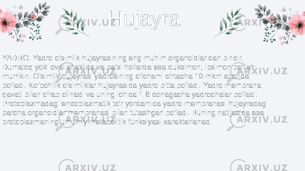 Hujayra YADRO. Yadro o’simlik hujayrasining eng muhim organoidlaridan biridir. Dumaloq yoki oval shaklida va ba’zi hollarda esa duksimon, ipsimon bo’lishi mumkin. O’simlik hujayrasi yadrosining o’lchami o’rtacha 10 mkm atrofida bo’ladi. Ko’pchilik o’simliklar hujayrasida yadro bitta bo’ladi. Yadro membrana qavati bilan o’rab olinadi va uning ichida 1-8 donagacha yadrochalar bo’ladi. Protoplazmadagi endoplazmatik to’r yordamida yadro membranasi hujayradagi barcha organoidlar membranasi bilan tutashgan bo’ladi. Buning natijasida esa protoplazmaning umumiy metabolitik funksiyasi xarakterlanadi. 