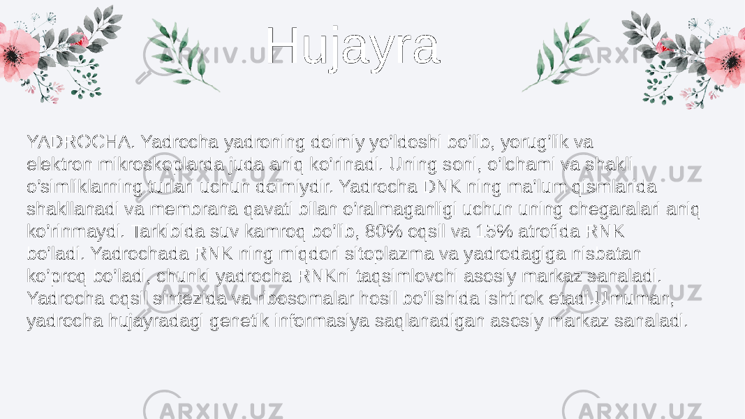 Hujayra YADROCHA. Yadrocha yadroning doimiy yo’ldoshi bo’lib, yorug’lik va elektron mikroskoplarda juda aniq ko’rinadi. Uning soni, o’lchami va shakli o’simliklarning turlari uchun doimiydir. Yadrocha DNK ning ma’lum qismlarida shakllanadi va membrana qavati bilan o’ralmaganligi uchun uning chegaralari aniq ko’rinmaydi. Tarkibida suv kamroq bo’lib, 80% oqsil va 15% atrofida RNK bo’ladi. Yadrochada RNK ning miqdori sitoplazma va yadrodagiga nisbatan ko’proq bo’ladi, chunki yadrocha RNKni taqsimlovchi asosiy markaz sanaladi. Yadrocha oqsil sintezida va ribosomalar hosil bo’lishida ishtirok etadi.Umuman, yadrocha hujayradagi genetik informasiya saqlanadigan asosiy markaz sanaladi. 