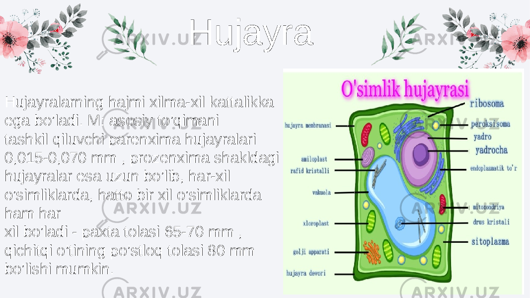 Hujayra Hujayralarning hajmi xilma-xil kattalikka ega bo’ladi. M: asosiy to’qimani tashkil qiluvchi parenxima hujayralari 0,015-0,070 mm , prozenxima shakldagi hujayralar esa uzun bo’lib, har-xil o’simliklarda, hatto bir xil o’simliklarda ham har xil bo’ladi - paxta tolasi 65-70 mm , qichitqi o’tining po’stloq tolasi 80 mm bo’lishi mumkin. 