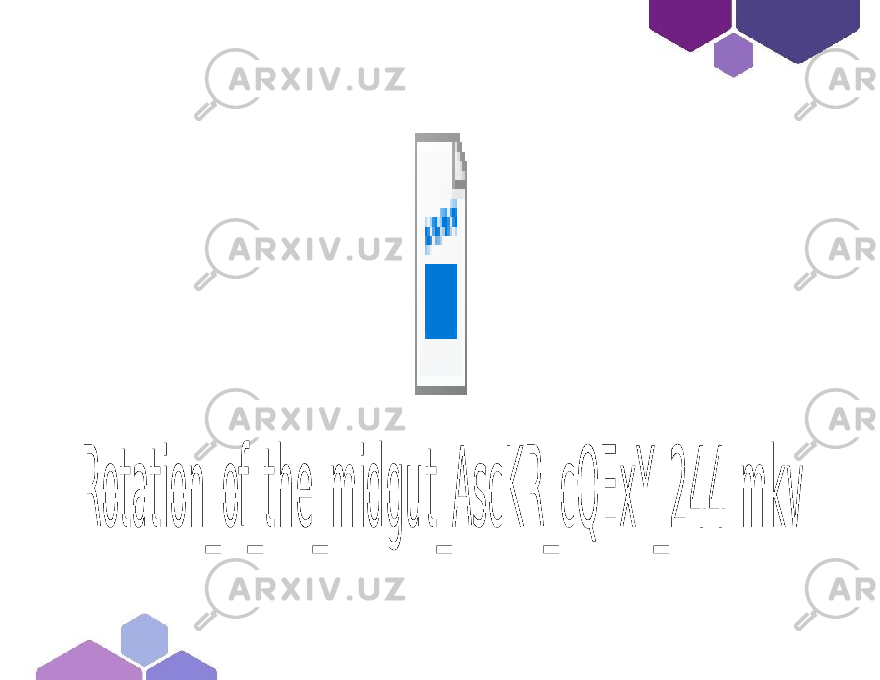 Rotation_of_the_midgut_AscKR_cQExY_244.mkv 