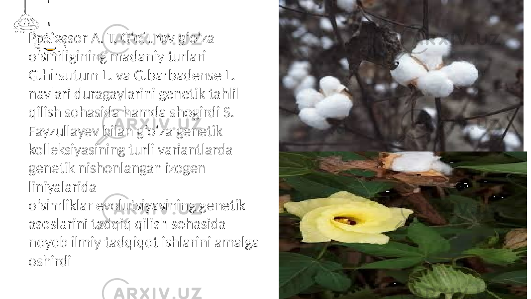 Professor A. T. G‘ofurov g‘o‘za o&#39;simligining madaniy turlari G.hirsutum L. va G.barbadense L. navlari duragaylarini genetik tahlil qilish sohasida hamda shogirdi S. Fayzullayev bilan g‘o‘za genetik kolleksiyasining turli variantlarda genetik nishonlangan izogen liniyalarida o‘simliklar evolutsiyasining genetik asoslarini tadqiq qilish sohasida noyob ilmiy tadqiqot ishlarini amalga oshirdi 