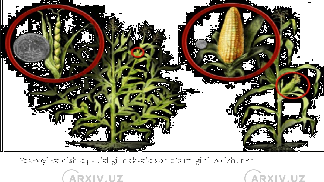 Yovvoyi va qishloq xujaligi makkajo&#39;xori o&#39;simligini solishtirish. 