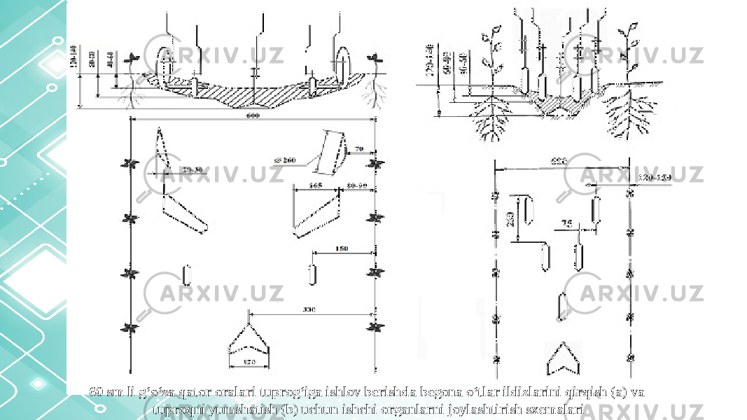 60 sm li g‘o‘za qator oralari tuprog‘iga ishlov berishda begona o‘tlar ildizlarini qirqish (a) va tuproqni yumshatish (b) uchun ishchi organlarni joylashtirish sxemalari 