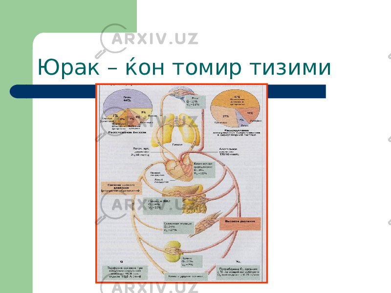 Юрак – ќон томир тизими 