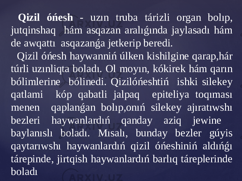  Qizil óńesh - uzın truba tárizli organ bolıp, jutqinshaq hám asqazan aralıǵında jaylasadı hám de awqattı asqazanǵa jetkerip beredi. Qizil óńesh haywanniń úlken kishilgine qarap,hár túrli uzınliqta boladı. Ol moyın, kókirek hám qarın bólimlerine bólinedi. Qizilóńeshtiń ishki silekey qatlami kóp qabatli jalpaq epiteliya toqıması menen qaplanǵan bolıp,onıń silekey ajıratıwshı bezleri haywanlardıń qanday aziq jewine baylanıslı boladı. Mısalı, bunday bezler gúyis qaytarıwshı haywanlardıń qizil óńeshiniń aldıńǵı tárepinde, jirtqish haywanlardıń barlıq táreplerinde boladı 