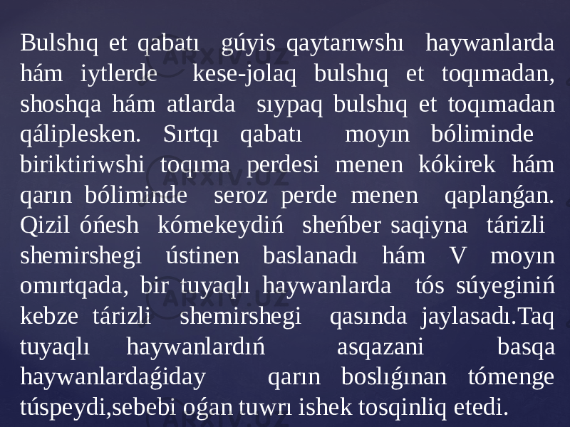 Bulshıq et qabatı gúyis qaytarıwshı haywanlarda hám iytlerde kese-jolaq bulshıq et toqımadan, shoshqa hám atlarda sıypaq bulshıq et toqımadan qáliplesken. Sırtqı qabatı moyın bóliminde biriktiriwshi toqıma perdesi menen kókirek hám qarın bóliminde seroz perde menen qaplanǵan. Qizil óńesh kómekeydiń sheńber saqiyna tárizli shemirshegi ústinen baslanadı hám V moyın omırtqada, bir tuyaqlı haywanlarda tós súyeginiń kebze tárizli shemirshegi qasında jaylasadı.Taq tuyaqlı haywanlardıń asqazani basqa haywanlardaǵiday qarın boslıǵınan tómenge túspeydi,sebebi oǵan tuwrı ishek tosqinliq etedi. 