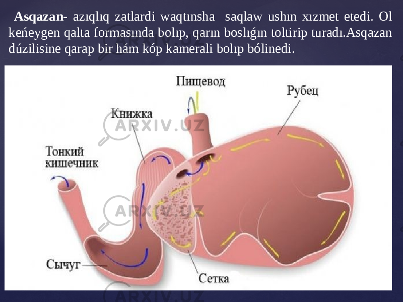  Asqazan- azıqlıq zatlardi waqtınsha saqlaw ushın xızmet etedi. Ol keńeygen qalta formasında bolıp, qarın boslıǵın toltirip turadı.Asqazan dúzilisine qarap bir hám kóp kamerali bolıp bólinedi. 