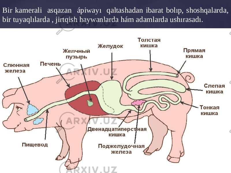 Bir kamerali asqazan ápiwayı qaltashadan ibarat bolıp, shoshqalarda, bir tuyaqlılarda , jirtqish haywanlarda hám adamlarda ushırasadı. 