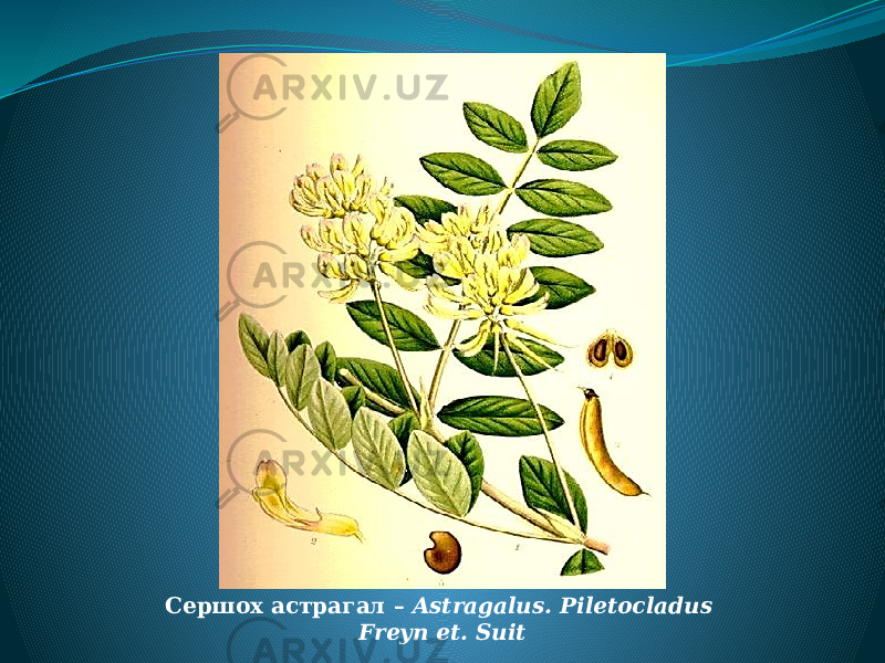 Сершох астрагал – Astragalus. Piletocladus Freyn et. Suit 