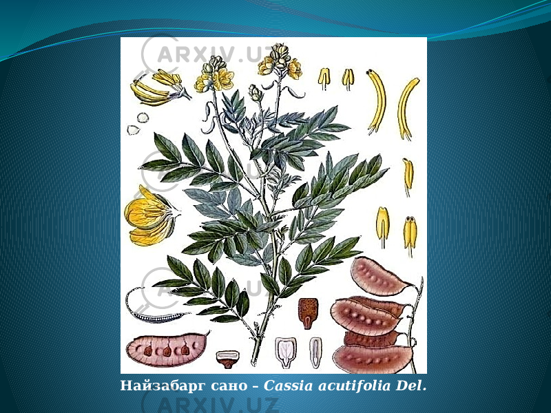 Найзабарг сано – Cassia acutifolia Del. 