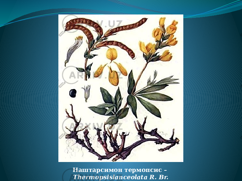 Наштарсимон термопсис – Thermopsislanceolata R. Br. 