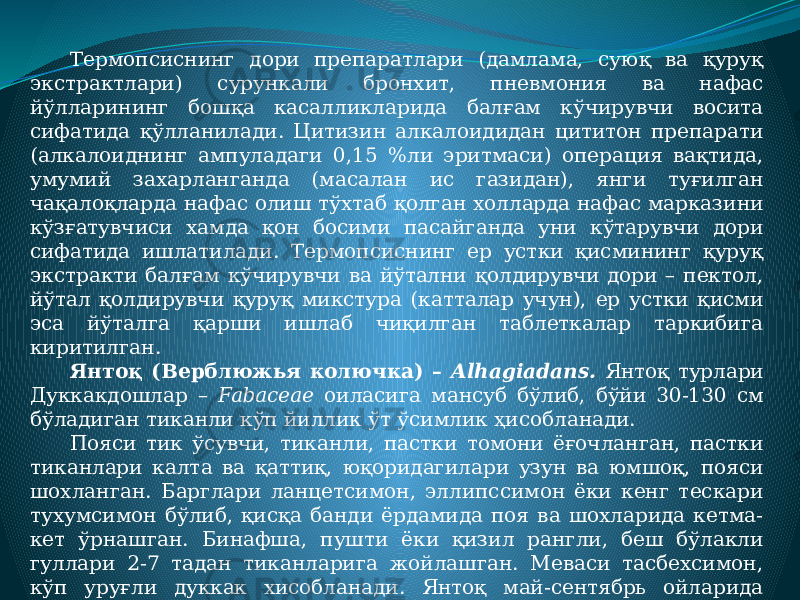 Термопсиснинг дори препаратлари (дамлама, суюқ ва қуруқ экстрактлари) сурункали бронхит, пневмония ва нафас йўлларининг бошқа касалликларида балғам кўчирувчи восита сифатида қўлланилади. Цитизин алкалоидидан цититон препарати (алкалоиднинг ампуладаги 0,15 %ли эритмаси) операция вақтида, умумий захарланганда (масалан ис газидан), янги туғилган чақалоқларда нафас олиш тўхтаб қолган холларда нафас марказини кўзғатувчиси хамда қон босими пасайганда уни кўтарувчи дори сифатида ишлатилади. Термопсиснинг ер устки қисмининг қуруқ экстракти балғам кўчирувчи ва йўтални қолдирувчи дори – пектол, йўтал қолдирувчи қуруқ микстура (катталар учун), ер устки қисми эса йўталга қарши ишлаб чиқилган таблеткалар таркибига киритилган. Янтоқ (Верблюжья колючка) – Alhagiadans. Янтоқ турлари Дуккакдошлар – Fabaceae оиласига мансуб бўлиб, бўйи 30-130 см бўладиган тиканли кўп йиллик ўт ўсимлик ҳисобланади. Пояси тик ўсувчи, тиканли, пастки томони ёғочланган, пастки тиканлари калта ва қаттиқ, юқоридагилари узун ва юмшоқ, пояси шохланган. Барглари ланцетсимон, эллипссимон ёки кенг тескари тухумсимон бўлиб, қисқа банди ёрдамида поя ва шохларида кетма- кет ўрнашган. Бинафша, пушти ёки қизил рангли, беш бўлакли гуллари 2-7 тадан тиканларига жойлашган. Меваси тасбехсимон, кўп уруғли дуккак хисобланади. Янтоқ май-сентябрь ойларида гуллайди, меваси августь-октябрда етилади. 