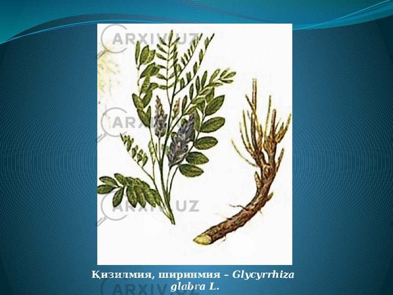 Қизилмия, ширинмия – Glycyrrhiza glabra L. 