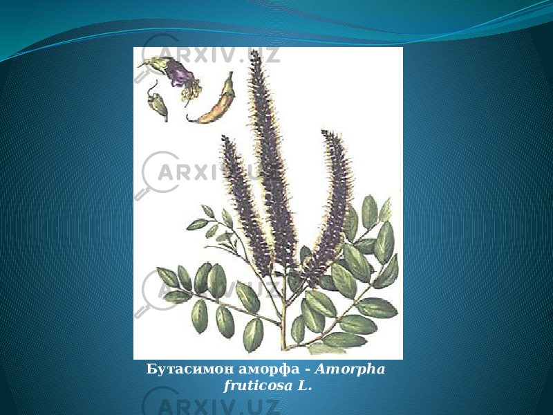 Бутасимон аморфа - Amorpha fruticosa L. 