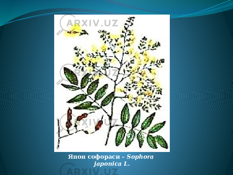 Япон софораси – Sophora japonica L. 