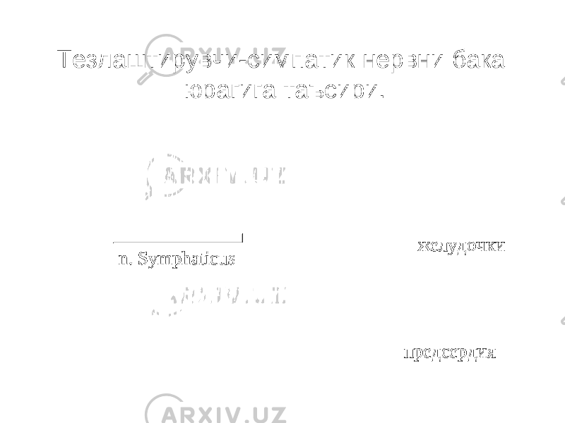Тезлаштирувчи-симпатик нервни бака юрагига таъсири. n. Symphaticus желудочки предсердия 