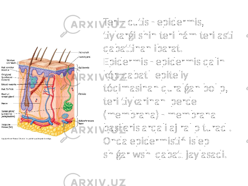 Teri - cutis - epidermis, tiykarǵi shin teri hám teri asti qabattinan ibarat. Epidermis - epidermis qalin kóp qabatlı epiteliy tóqimasinan quralǵan bolıp, teri tiykarinan perde (membrana) - membrana basilaris arqali ajıralıp turadı. Onda epidermistiń islep shıǵarıwshı qabatı jaylasadi. 