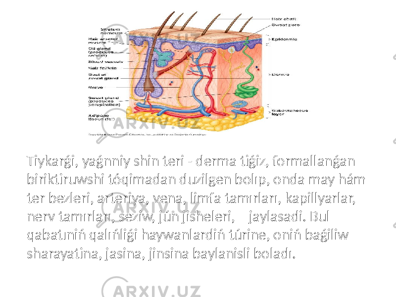 Tiykarǵi, yaǵnniy shin teri - derma tiǵiz, formallanǵan biriktiruwshi tóqimadan duzilgen bolıp, onda may hám ter bezleri, arteriya, vena, limfa tamırları, kapillyarlar, nerv tamırları, seziw, jún jisheleri, jaylasadi. Bul qabatıniń qalıńliǵi haywanlardiń túrine, oniń baǵiliw sharayatina, jasina, jinsina baylanisli boladı. 