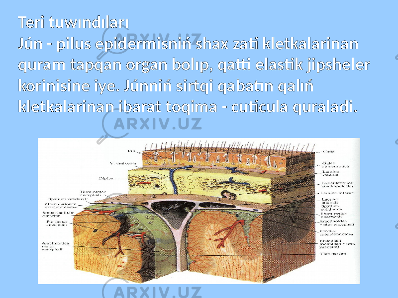 Teri tuwındıları Jún - pilus epidermisniń shax zati kletkalarinan quram tapqan organ bolıp, qatti elastik jipsheler korinisine iye. Júnniń sirtqi qabatın qalıń kletkalarinan ibarat toqima - cuticula quraladi. 