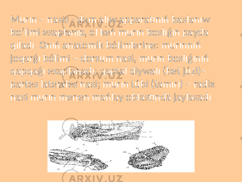 Murın – nasis - dem alıw apparatınıń baslanıw bo’limi esaplanıp, ol keń murın boslıǵın payda qıladı. Onıń anatomik bólimlerine: murınnıń joqarǵı bólimi – dorsum nasi, murın boslıǵınıń qapqaǵı esaplanadı; qaptal diywalı (bet júzi)– partes laterales nasi; murın túbi (tamırı) – radix nasi murın menen mańlay oblastında jaylasadı 