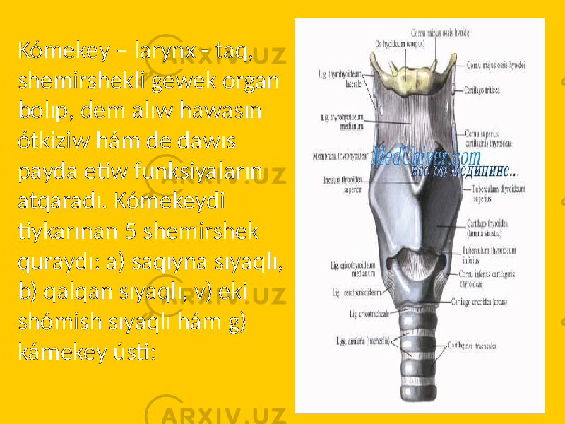 Kómekey – larynx - taq, shemirshekli gewek organ bolıp, dem alıw hawasın ótkiziw hám de dawıs payda etiw funksiyaların atqaradı. Kómekeydi tiykarınan 5 shemirshek quraydı: a) saqıyna sıyaqlı, b) qalqan sıyaqlı, v) eki shómish sıyaqlı hám g) kámekey ústi: 