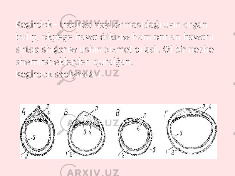 Kegirdek– trachea nay formasıdaǵı uzın organ bolıp, ókpege hawa ótkiziw hám onnan hawanı sırtqa shıǵarıw ushın xızmet qıladı. Ol bir neshe shemirsheklerden quralǵan. Kegirdek saqıynaları 