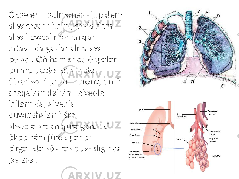 Ókpeler – pulmones - jup dem alıw organı bolıp, onda dem alıw hawasi menen qan ortasında gazlar almasıw boladı. Oń hám shep ókpeler – pulmo dexter et sinister ótkeriwshi jollar – bronx, onıń shaqalarındahám alveola jollarında, alveola quwıqshaları hám alveolalardan quralǵan. Eki ókpe hám júrek penen birgelikte kókirek quwıslıǵında jaylasadı 