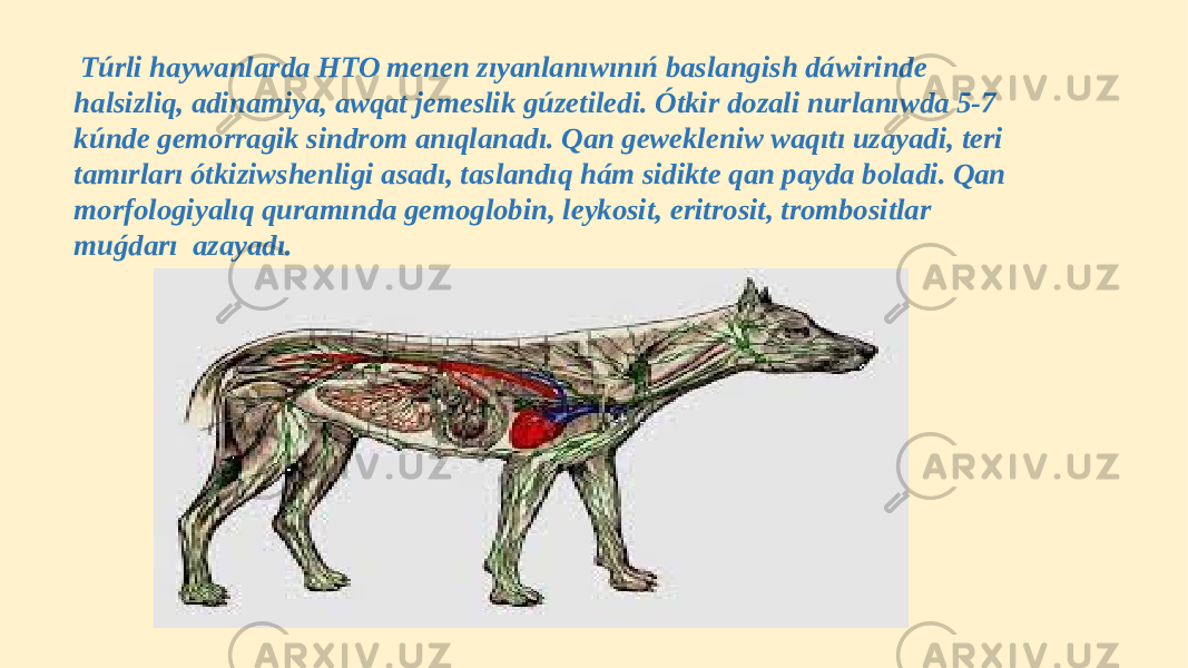  Túrli haywanlarda HTO menen zıyanlanıwınıń baslangish dáwirinde halsizliq, adinamiya, awqat jemeslik gúzetiledi. Ótkir dozali nurlanıwda 5-7 kúnde gemorragik sindrom anıqlanadı. Qan gewekleniw waqıtı uzayadi, teri tamırları ótkiziwshenligi asadı, taslandıq hám sidikte qan payda boladi. Qan morfologiyalıq quramında gemoglobin, leykosit, eritrosit, trombositlar muǵdarı azayadı. 