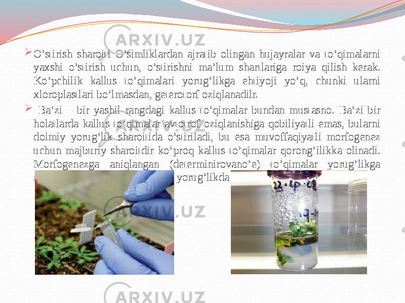  O’stirish sharoiti O’simliklardan ajratib olingan hujayralar va to’qimalarni yaxshi o’stirish uchun, o’stirishni ma’lum shartlariga roiya qilish kerak. Ko’pchilik kallus to’qimalari yorug’likga ehtiyoji yo’q, chunki ularni xloroplastlari bo’lmasdan, geterotorf oziqlanadilr.  Ba’zi – bir yashil rangdagi kallus to’qimalar bundan mustasno. Ba’zi bir holatlarda kallus to’qimalar avtotrof oziqlanishiga qobiliyatli emas, bularni doimiy yorug’lik sharoitida o’stiriladi, bu esa muvoffaqiyatli morfogenez uchun majburiy sharoitdir ko’proq kallus to’qimalar qorong’ilikka olinadi. Morfogenezga aniqlangan (determinirovano’e) to’qimalar yorug’likga o’tkazilib, keyin 1000- 4000 lk yorug’likda o’stiriladi. 