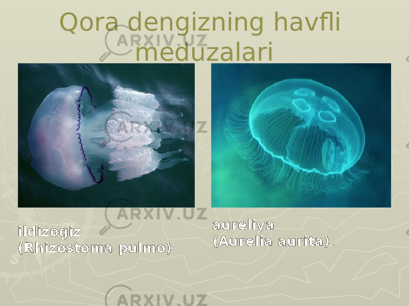 Qora dengizning havfli meduzalari ildizogiz (Rhizostoma pulmo) aureliya (Aurelia aurita) .  