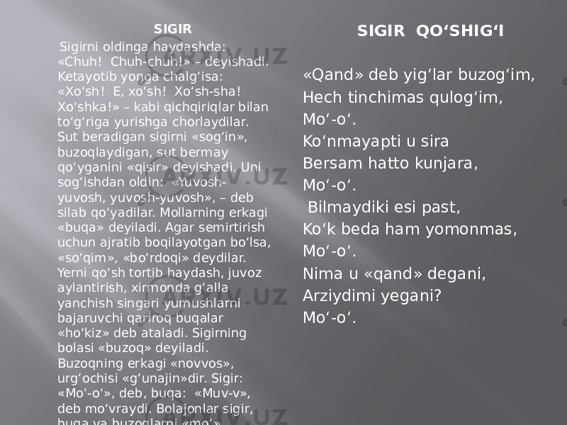  SIGIR   Sigirni oldinga haydashda: «Chuh! Chuh-chuh!» – deyishadi. Ketayotib yonga chalg‘isa: «Xo‘sh! E, xo‘sh! Xo‘sh-sha! Xo‘shka!» – kabi qichqiriqlar bilan to‘g‘riga yurishga chorlaydilar. Sut beradigan sigirni «sog‘in», buzoqlaydigan, sut bermay qo‘yganini «qisir» deyishadi. Uni sog‘ishdan oldin: «Yuvosh- yuvosh, yuvosh-yuvosh», – deb silab qo‘yadilar. Mollarning erkagi «buqa» deyiladi. Agar semirtirish uchun ajratib boqilayotgan bo‘lsa, «so‘qim», «bo‘rdoqi» deydilar. Yerni qo‘sh tortib haydash, juvoz aylantirish, xirmonda g‘alla yanchish singari yumushlarni bajaruvchi qariroq buqalar «ho‘kiz» deb ataladi. Sigirning bolasi «buzoq» deyiladi. Buzoqning erkagi «novvos», urg‘ochisi «g‘una jin»dir. Sigir: «Mo‘-o‘», deb, buqa: «Muv-v», deb mo‘vraydi. Bolajonlar sigir, buqa va buzoqlarni «mo‘» deyishadi. SIGIR QO‘SHIG‘I   «Qand» deb yig‘lar buzog‘im, Hech tinchimas qulog‘im, Mo‘-o‘. Ko‘nmayapti u sira Bersam hatto kunjara, Mo‘-o‘.   Bilmaydiki esi past, Ko‘k beda ham yomonmas, Mo‘-o‘. Nima u «qand» degani, Arziydimi yegani? Mo‘-o‘. 