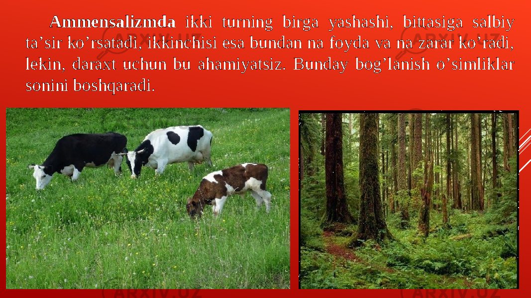 А mmensalizmda ikki turning birga yashashi, bittasiga salbiy taʼsir koʼrsatadi, ikkinchisi esa bundan na foyda va na zarar koʼradi, lekin, daraxt uchun bu ahamiyatsiz. Bunday bogʼlanish oʼsimliklar sonini boshqaradi. 