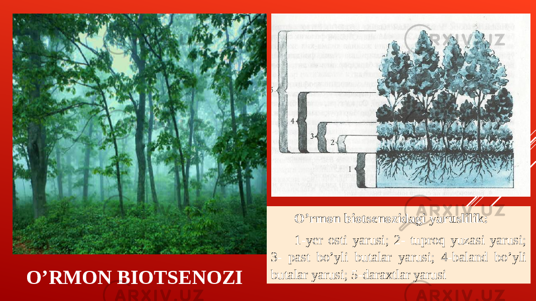 OʼRMON BIOTSENOZI Oʼrmon biotsenozidagi yaruslilik: 1-yer osti yarusi; 2- tuproq yuzasi yarusi; 3- past boʼyli butalar yarusi; 4-baland boʼyli butalar yarusi; 5-daraxtlar yarusi 