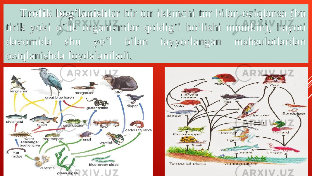 Trofik bogʼlanish lar bir tur ikkinchi tur bilan oziqlansa (bu tirik yoki oʼlik organizmlar qoldigʼi boʼlishi mumkin), hayoti davomida shu yoʼl bilan tayyorlangan mahsulotlardan oziqlanishda foydalaniladi. 