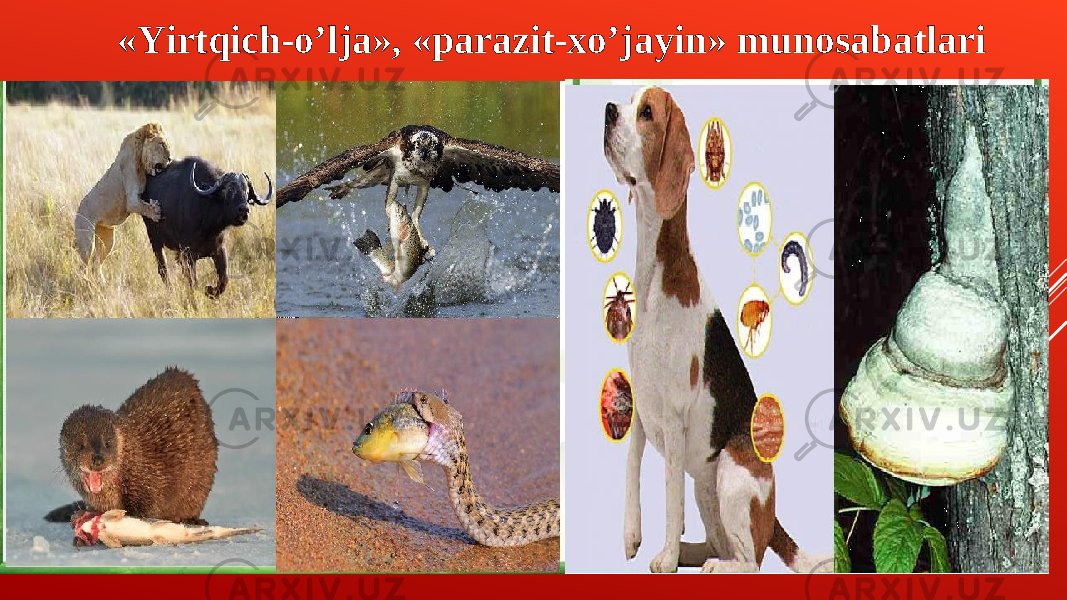 «Yirtqich-oʼlja», «parazit-xoʼjayin» munosabatlari 