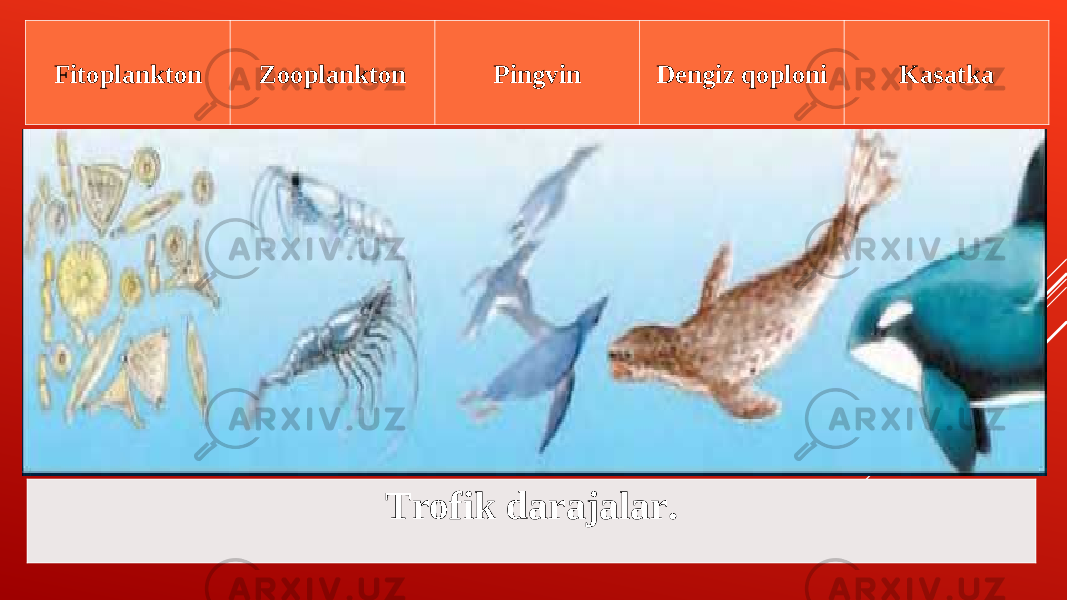 Trofik darajalar.Fitoplankton Zooplankton Pingvin Dengiz qoploni Kasatka 