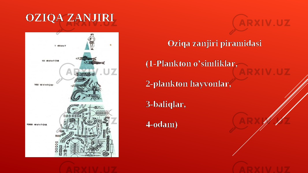 OZIQA ZANJIRI Oziqa zanjiri piramidasi (1-Plankton o’simliklar, 2-plankton hayvonlar, 3-baliqlar, 4-odam) 