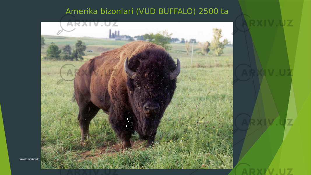 Amerika bizonlari (VUD BUFFALO) 2500 ta www.arxiv.uz 