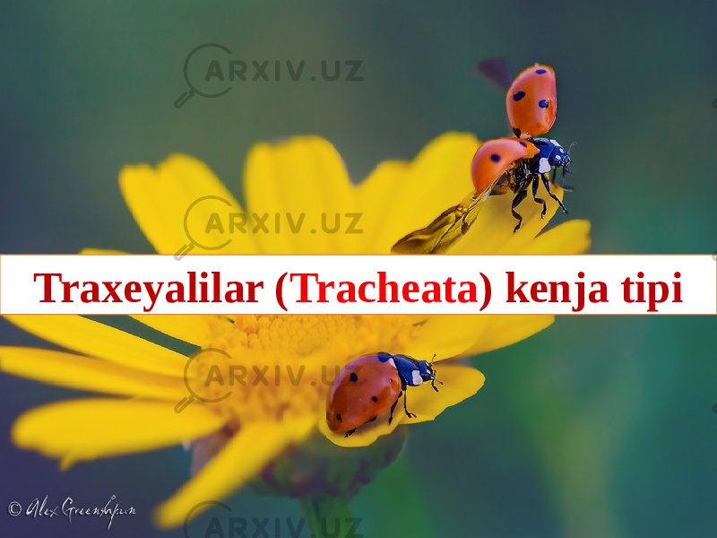 Name of presentation Subtitle hereTraxeyalilar ( Tracheata ) kenja tipi 