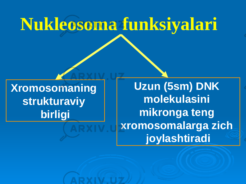 Nukleosoma funksiyalari Xromosomaning strukturaviy birligi Uzun (5sm) DNK molekulasini mikronga teng xromosomalarga zich joylashtiradi 