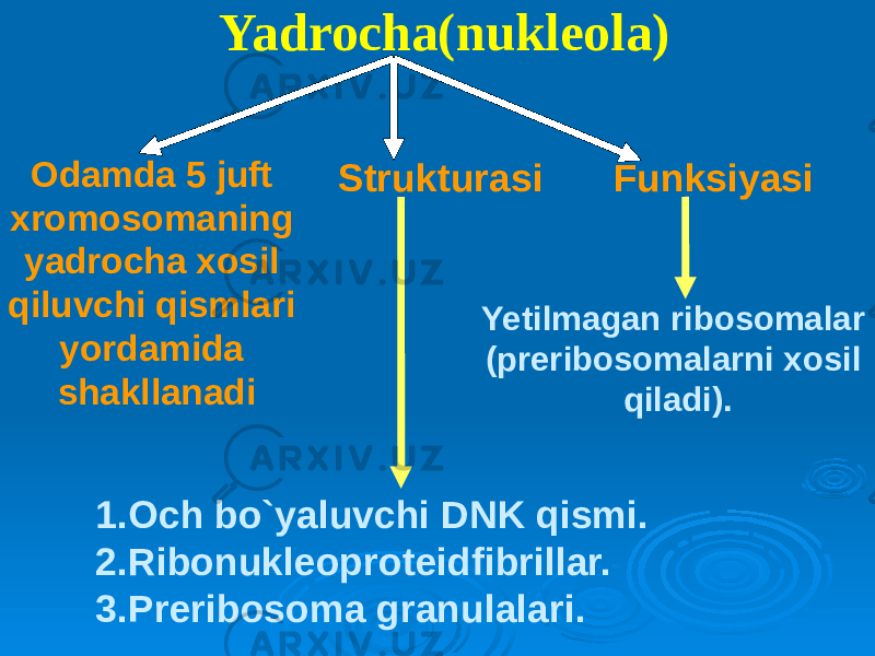 Yadrocha(nukleola) Odamda 5 juft xromosomaning yadrocha xosil qiluvchi qismlari yordamida shakllanadi Strukturasi Funksiyasi 1. Och bo`yaluvchi DNK qismi. 2. Ribonukleoproteidfibrillar. 3. Preribosoma granulalari. Yetilmagan ribosomalar (preribosomalarni xosil qiladi). 