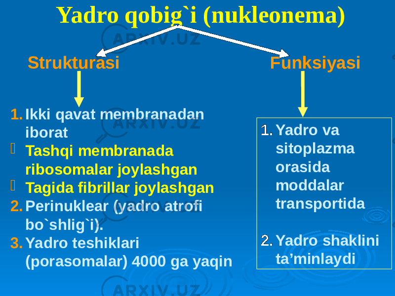 Yadro qobig`i (nukleonema) Strukturasi Funksiyasi 1. Ikki qavat membranadan iborat  Tashqi membranada ribosomalar joylashgan  Tagida fibrillar joylashgan 2. Perinuklear (yadro atrofi bo`shlig`i). 3. Yadro teshiklari (porasomalar) 4000 ga yaqin 1. Yadro va sitoplazma orasida moddalar transportida 2. Yadro shaklini ta’minlaydi 