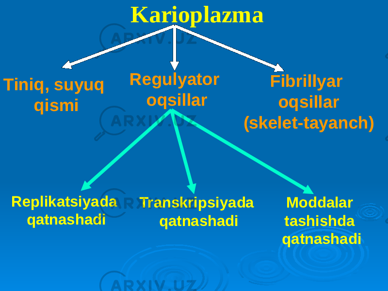 Karioplazma Tiniq, suyuq qismi Fibrillyar oqsillar (skelet-tayanch)Regulyator oqsillar Replikatsiyada qatnashadi Transkripsiyada qatnashadi Moddalar tashishda qatnashadi 