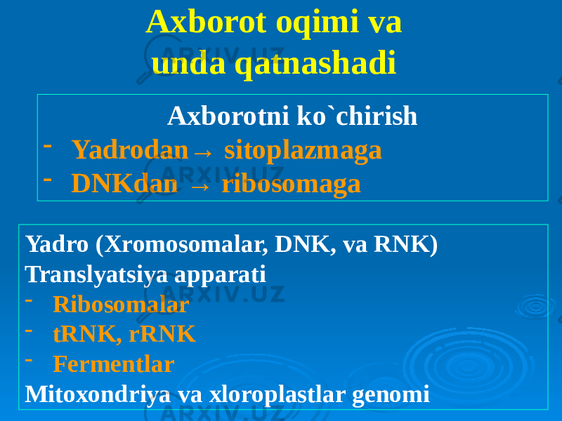 Axborot oqimi va unda qatnashadi Axborotni ko`chirish - Yadrodan → sitoplazmaga - DNKdan → ribosomaga Yadro (Xromosomalar, DNK, va RNK) Translyatsiya apparati - Ribosomalar - tRNK, rRNK - Fermentlar Mitoxondriya va xloroplastlar genomi 