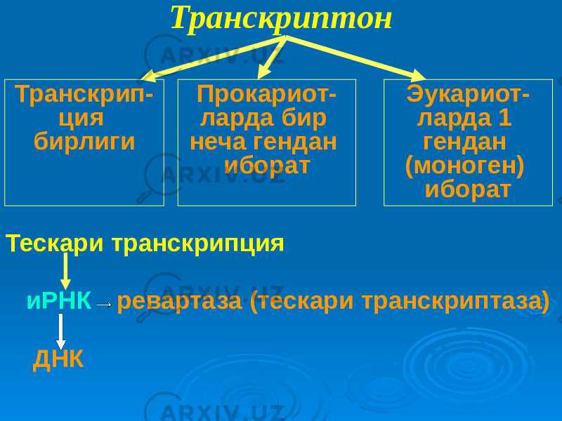 Транскриптон Транскрип- ция бирлиги Прокариот- ларда бир неча гендан иборат Эукариот- ларда 1 гендан (моноген) иборат Тескари транскрипция иРНК → ревартаза (тескари транскриптаза) ДНК 