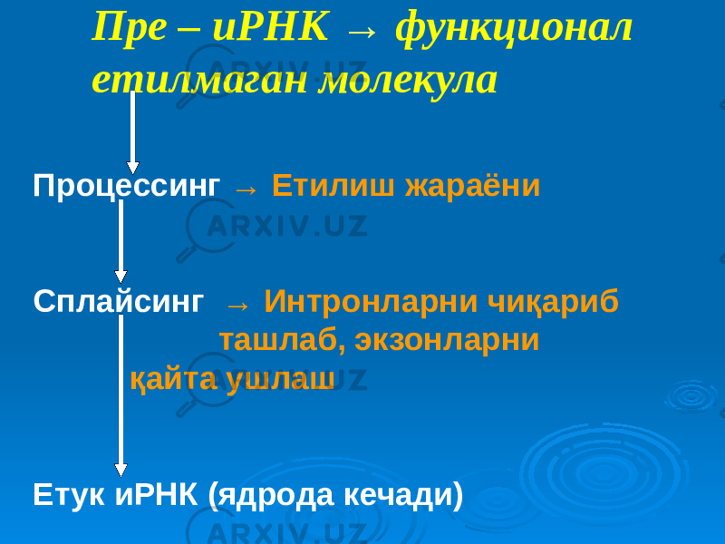 Пре – иРНК → функционал етилмаган молекула Процессинг → Етилиш жараёни Сплайсинг → Интронларни чиқариб ташлаб, экзонларни қайта ушлаш Етук иРНК (ядрода кечади) 