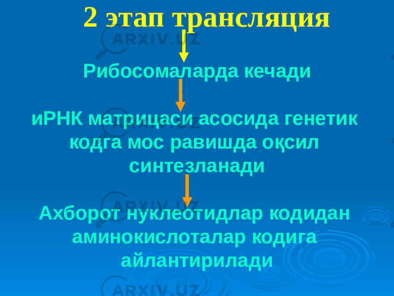 2 этап трансляция Рибосомаларда кечади иРНК матрицаси асосида генетик кодга мос равишда оқсил синтезланади Ахборот нуклеотидлар кодидан аминокислоталар кодига айлантирилади 