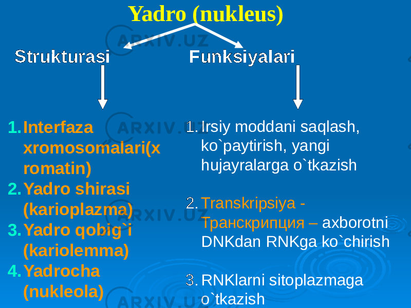 Yadro (nukleus) 1. Interfaza xromosomalari(x romatin) 2. Yadro shirasi (karioplazma) 3. Yadro qobig`i (kariolemma) 4. Yadrocha (nukleola) 1. Irsiy moddani saqlash, ko`paytirish, yangi hujayralarga o`tkazish 2. Transkripsiya - Транскрипция – axborotni DNKdan RNKga ko`chirish 3. RNKlarni sitoplazmaga o`tkazishStrukturasi Funksiyalari 